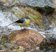 Grey Wagtail