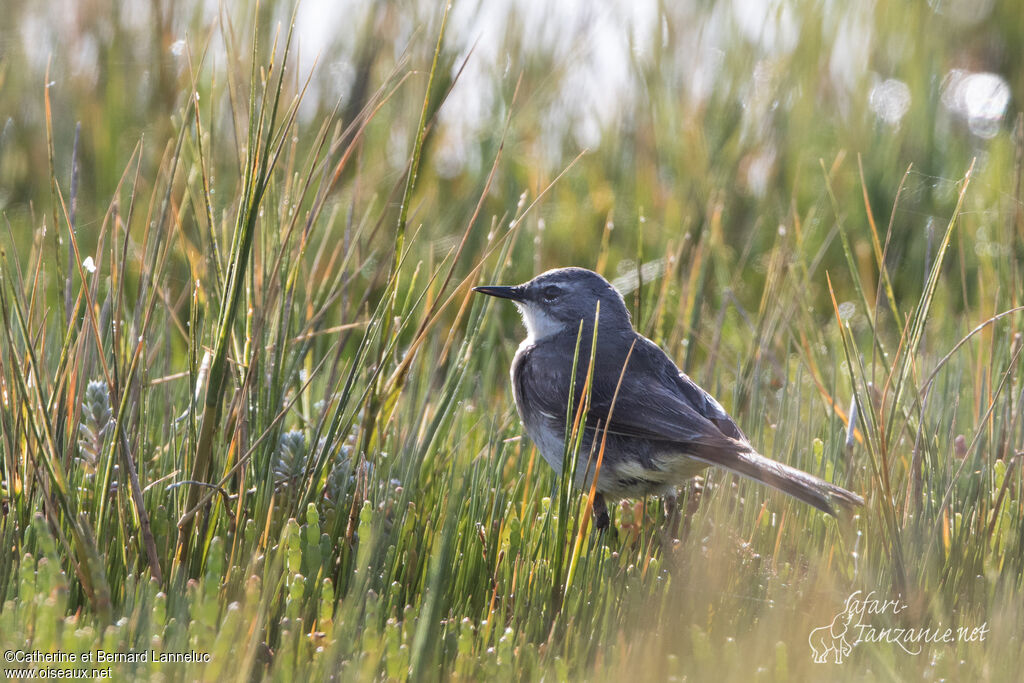 Cape Wagtailadult