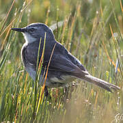 Cape Wagtail