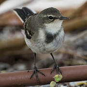 Cape Wagtail