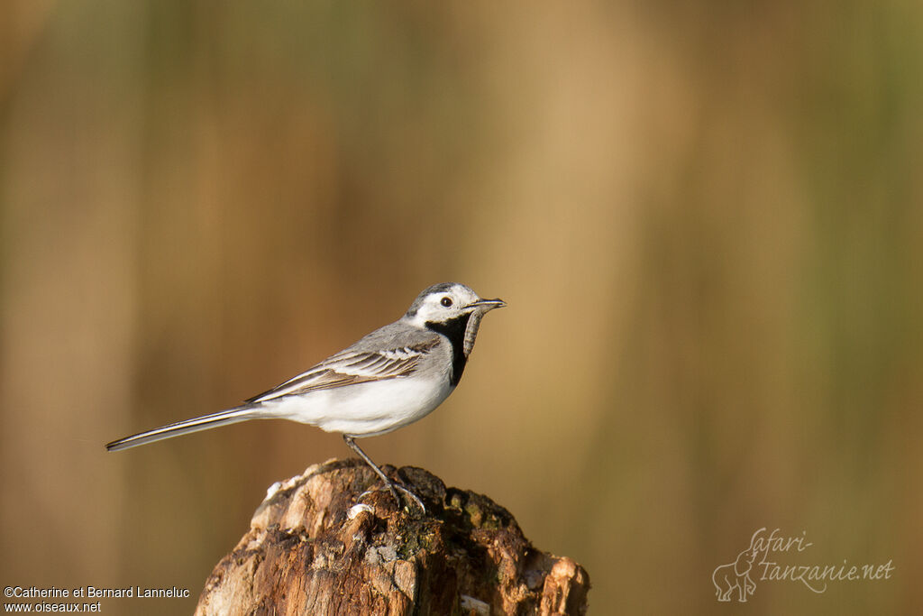 White Wagtailadult, identification