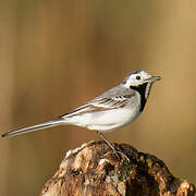 White Wagtail