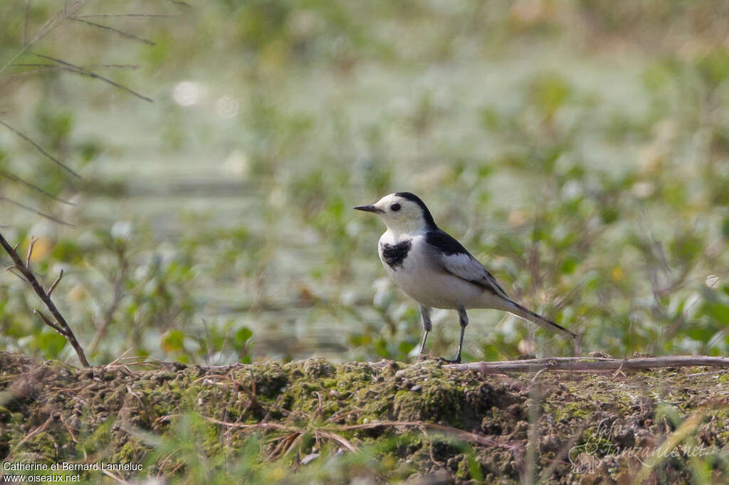 White Wagtailadult, identification