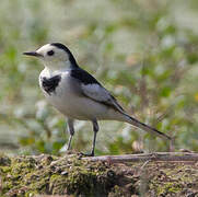 White Wagtail