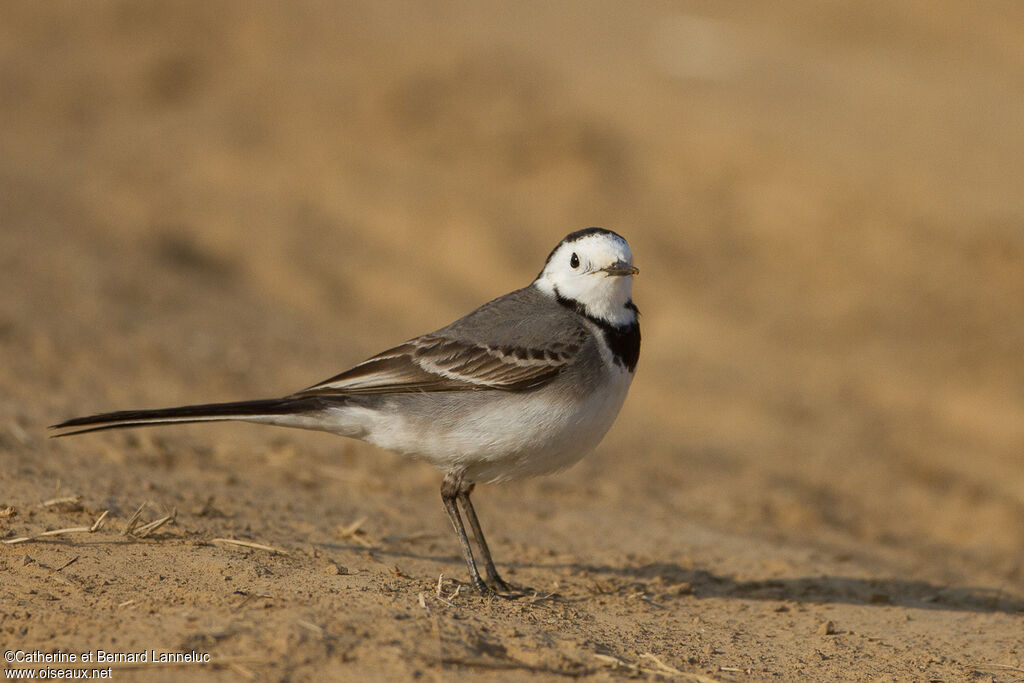 White Wagtailadult, identification