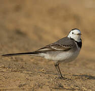 White Wagtail