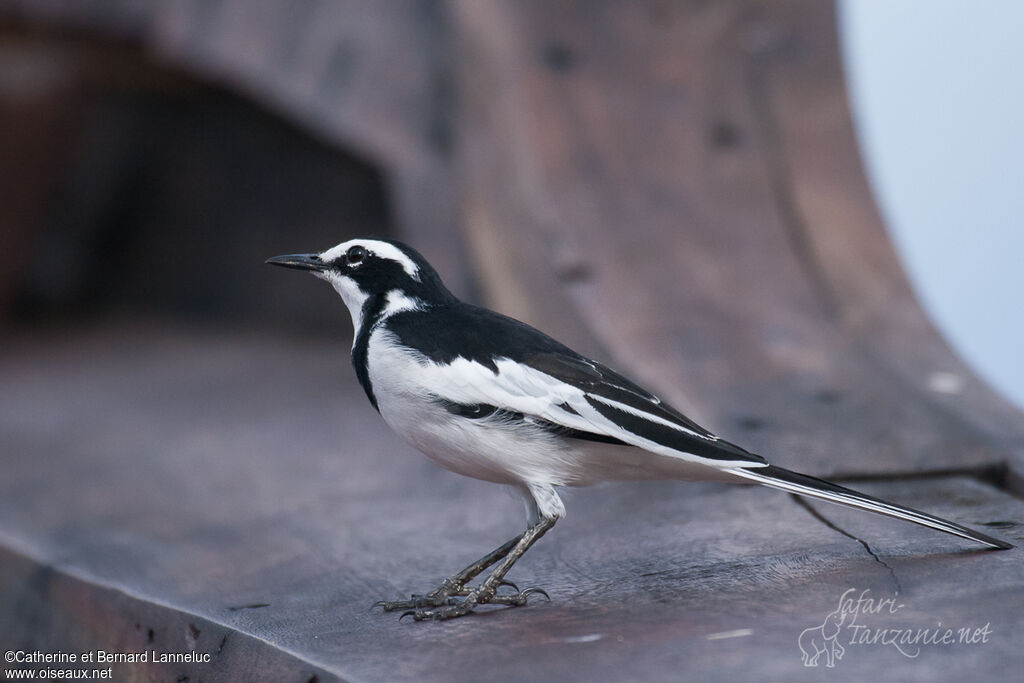 African Pied Wagtailadult, identification