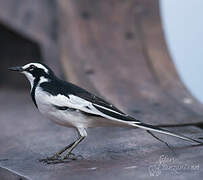 African Pied Wagtail