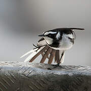 African Pied Wagtail