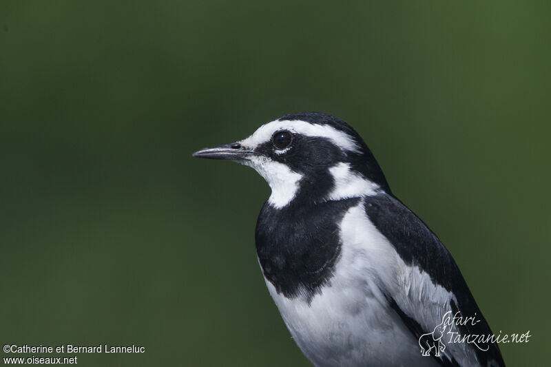 African Pied Wagtailadult, close-up portrait, aspect