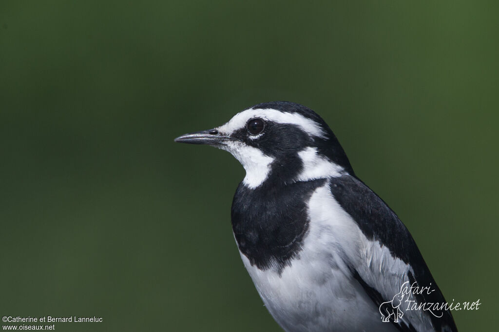 African Pied Wagtailadult, close-up portrait, aspect