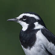 African Pied Wagtail