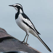 African Pied Wagtail