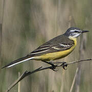 Western Yellow Wagtail