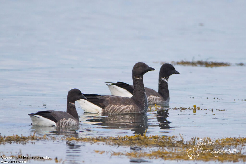 Brant Gooseadult