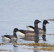 Brant Goose