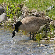 Canada Goose