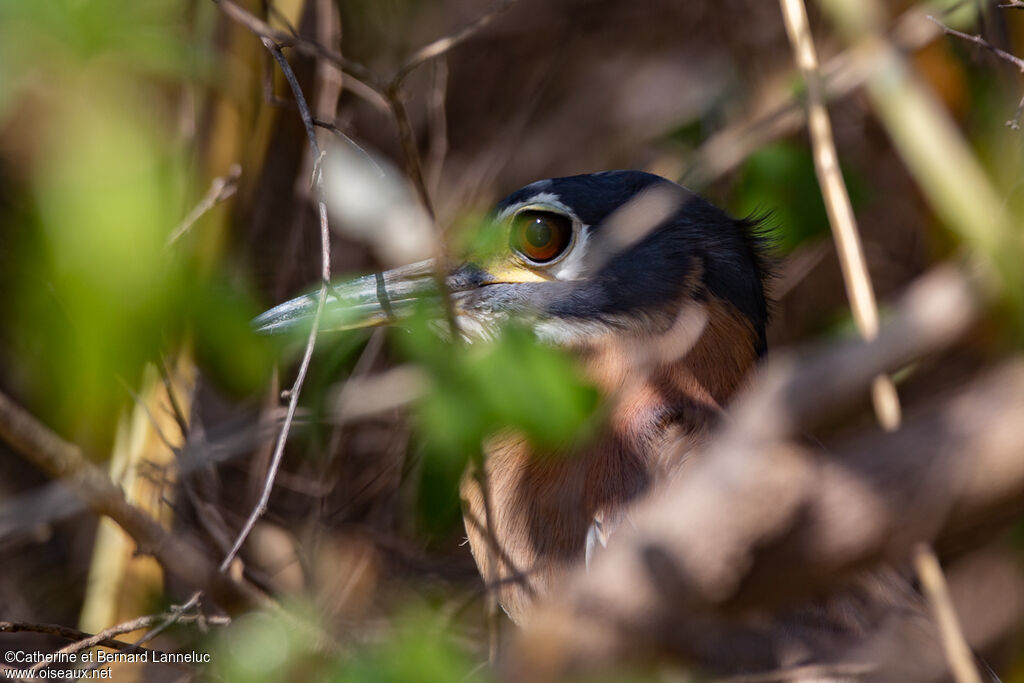 White-backed Night Heronadult, close-up portrait, Behaviour