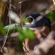 White-backed Night Heron