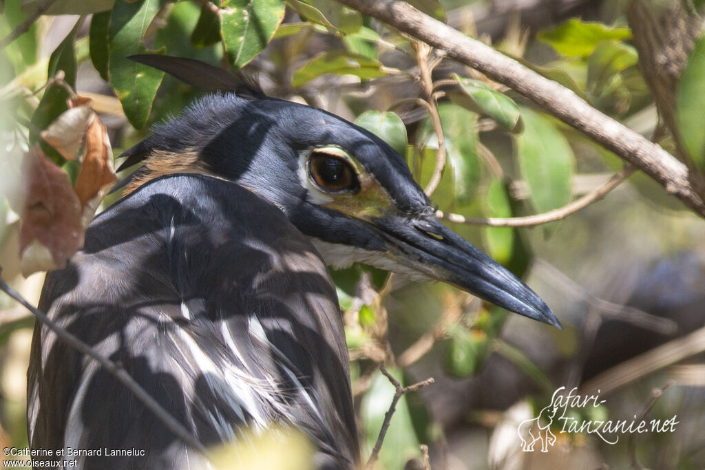 White-backed Night Heronadult, close-up portrait