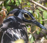 White-backed Night Heron