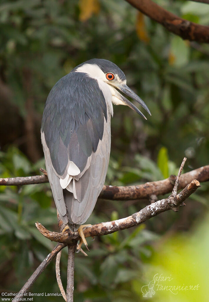 Black-crowned Night Heronadult, Behaviour