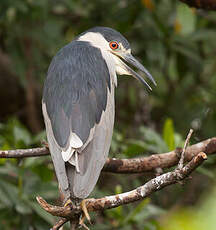 Bihoreau gris