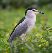 Black-crowned Night Heron