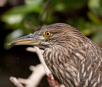 Black-crowned Night Heron