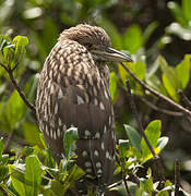 Black-crowned Night Heron