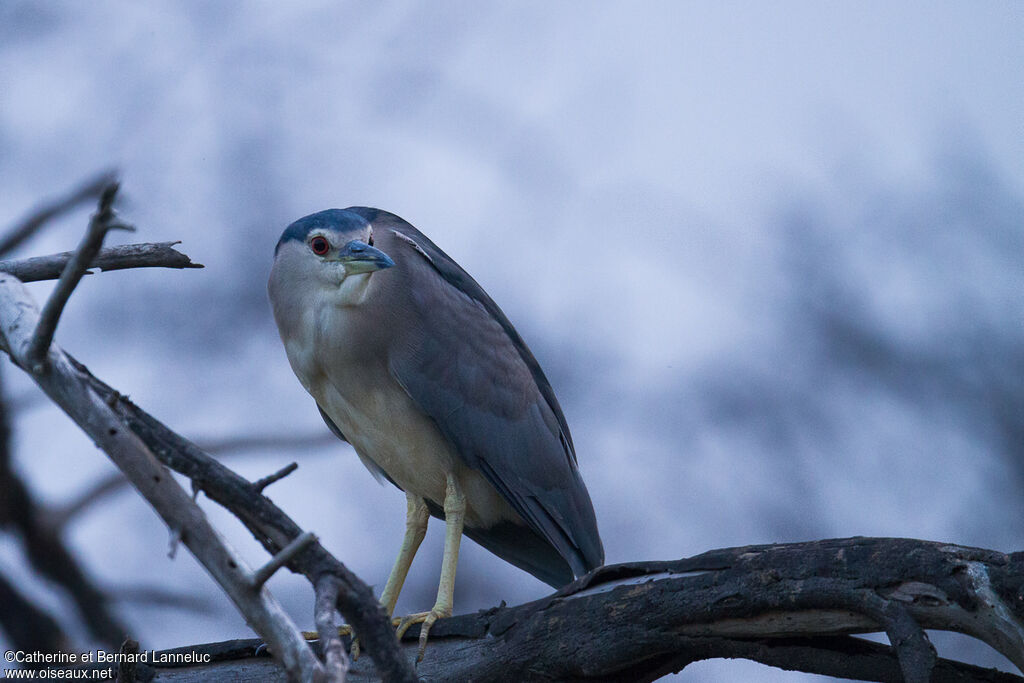 Black-crowned Night Heronsubadult, identification