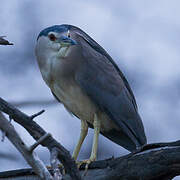 Black-crowned Night Heron