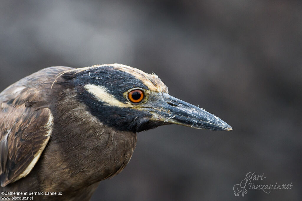 Yellow-crowned Night Heronadult, identification