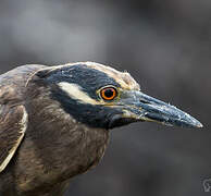 Yellow-crowned Night Heron