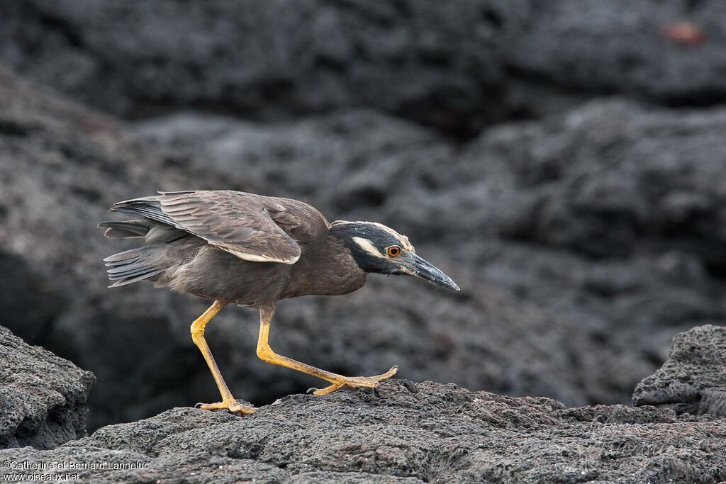 Yellow-crowned Night Heronadult, identification, Behaviour