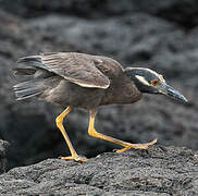 Yellow-crowned Night Heron