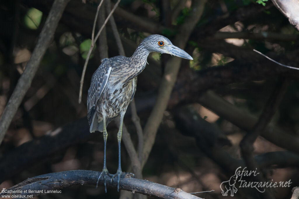 Yellow-crowned Night Heronjuvenile, identification