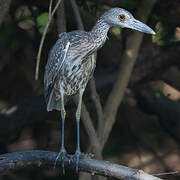 Yellow-crowned Night Heron