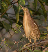 Yellow Bittern