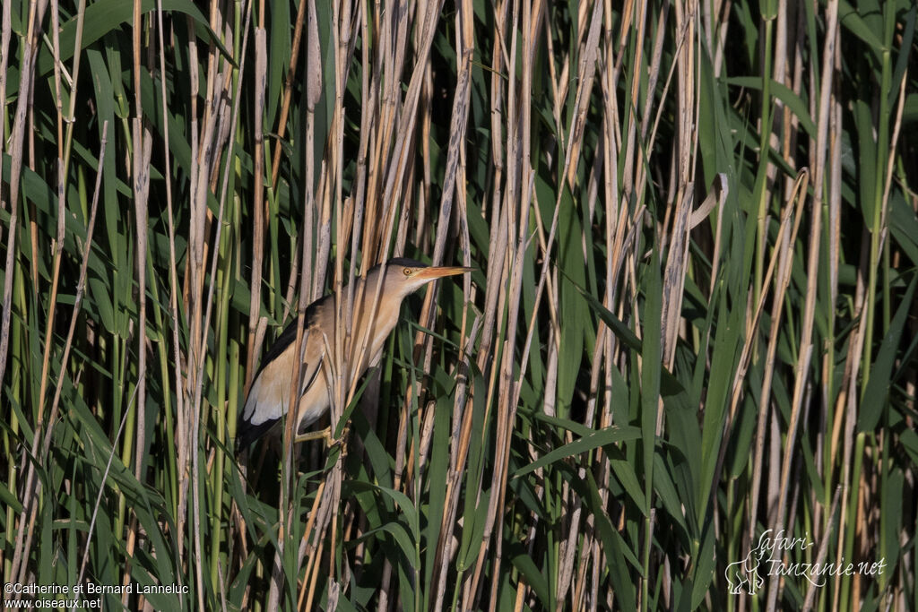 Little Bittern male adult