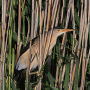 Little Bittern