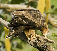 European Honey Buzzard