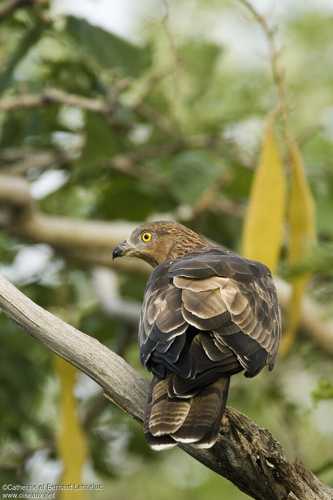 European Honey Buzzard