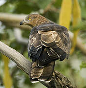 European Honey Buzzard