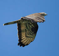 European Honey Buzzard