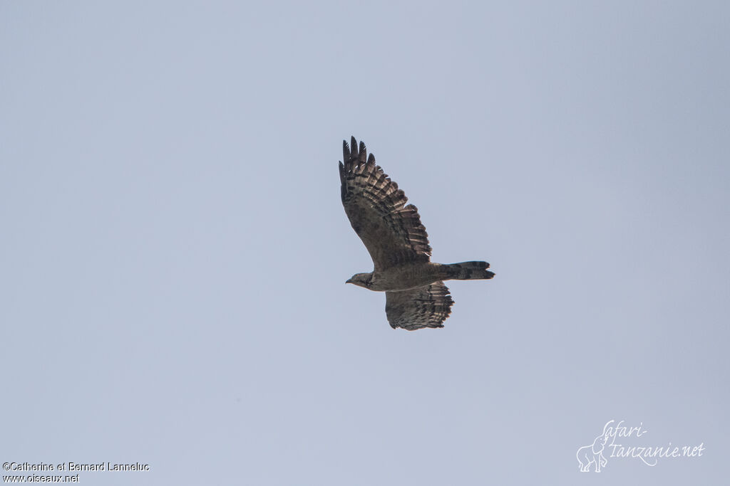 Crested Honey Buzzard, Flight