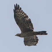 Crested Honey Buzzard