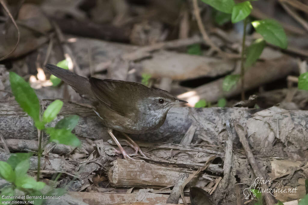 Bouscarle de Davidadulte, identification