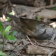 Baikal Bush Warbler