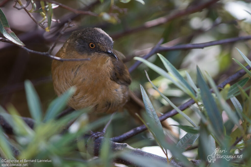 Victorin's Warbleradult, identification